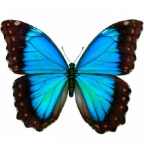 Morpho Butterfly - Morpho Peleides